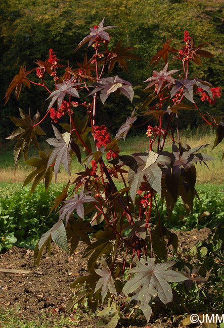 Ricinus communis