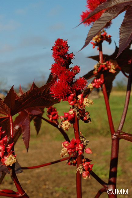 Ricinus communis