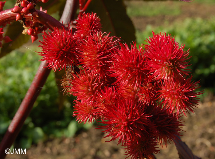 Ricinus communis