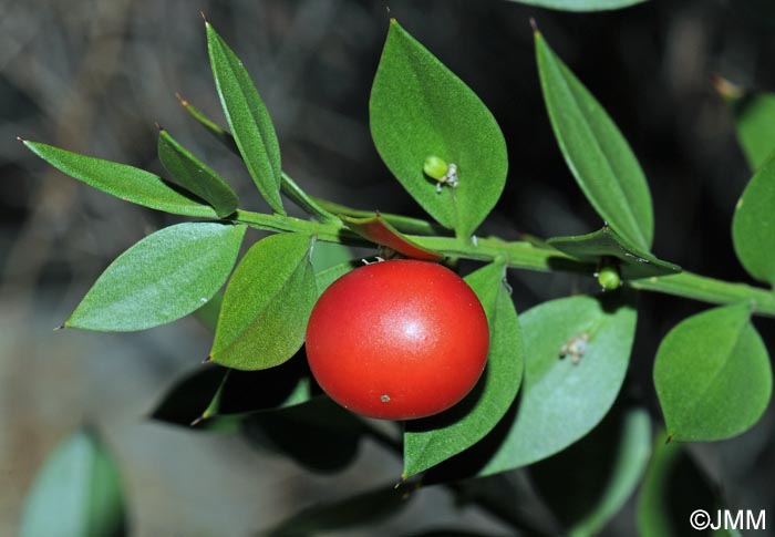 Ruscus aculeatus