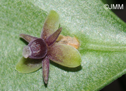 Ruscus aculeatus