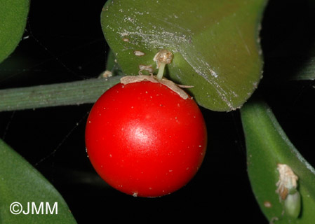 Ruscus aculeatus