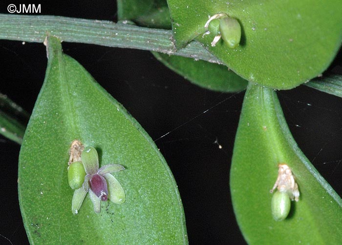 Ruscus aculeatus