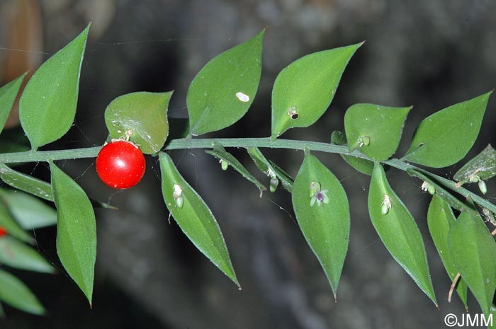 Ruscus aculeatus