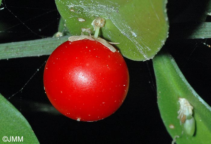 Ruscus aculeatus