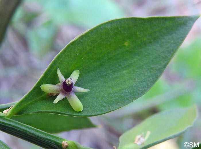 Ruscus aculeatus