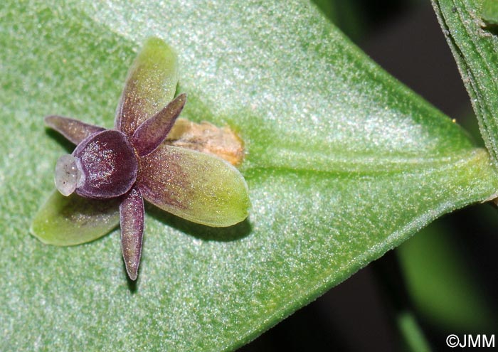 Ruscus aculeatus