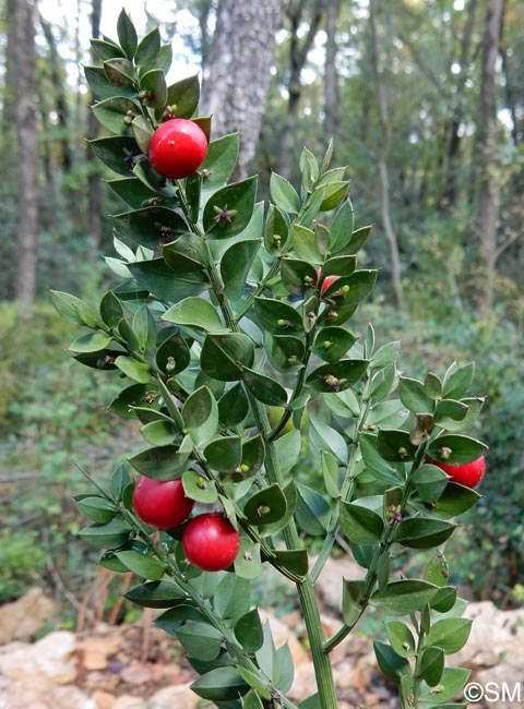 Ruscus aculeatus