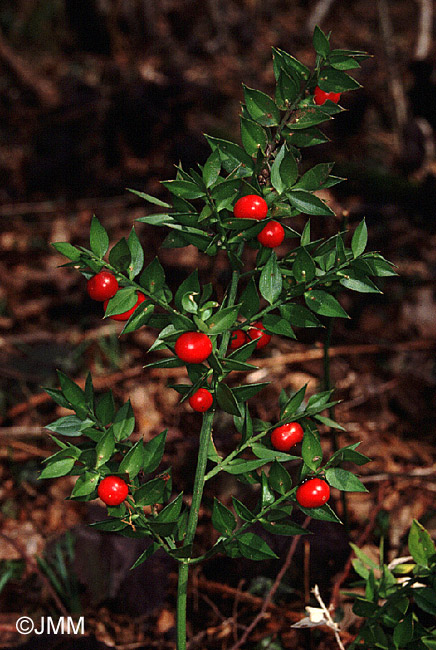 Ruscus aculeatus