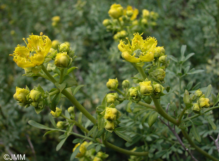 Ruta chalepensis