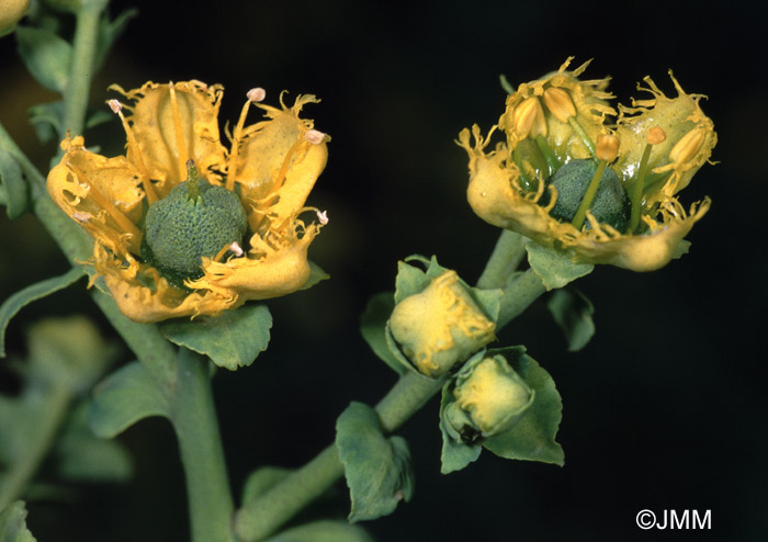 Ruta chalepensis