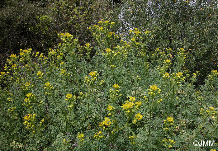 Ruta chalepensis