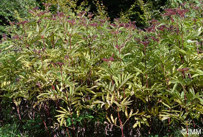 Sambucus ebulus