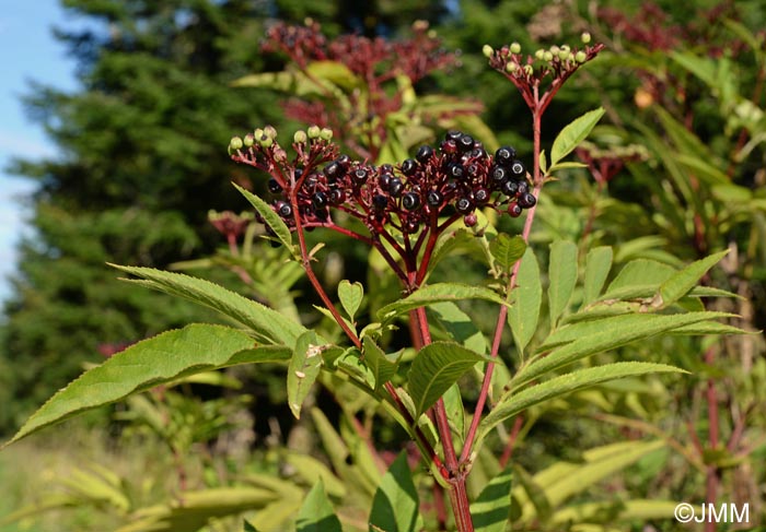 Sambucus ebulus