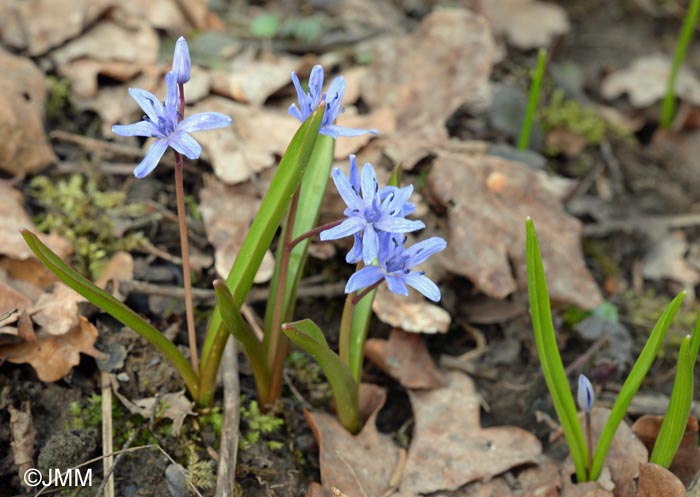 Scilla bifolia