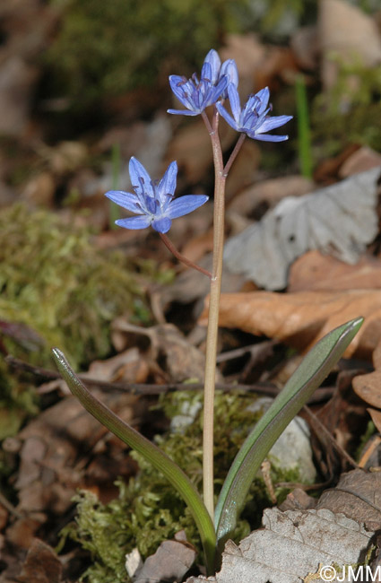 Scilla bifolia