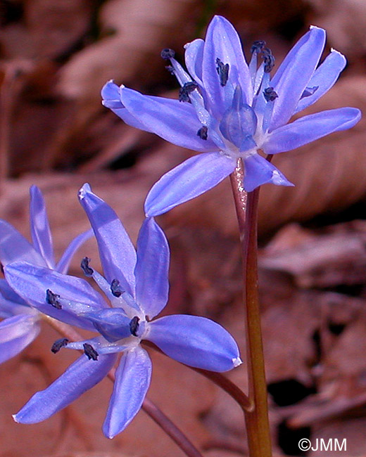 Scilla bifolia