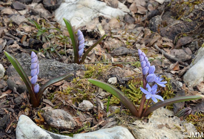 Scilla bifolia