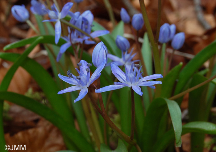 Scilla bifolia