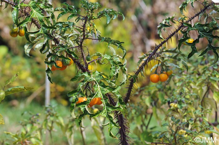 Solanum atropurpureum