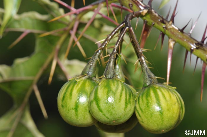 Solanum atropurpureum