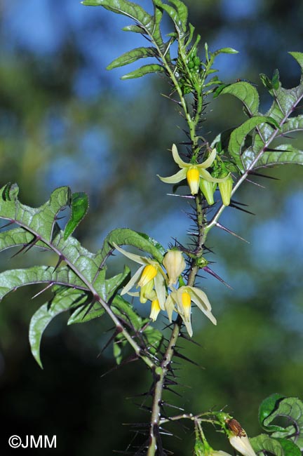 Solanum atropurpureum