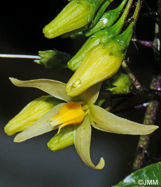 Solanum atropurpureum