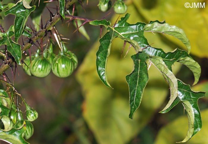 Solanum atropurpureum