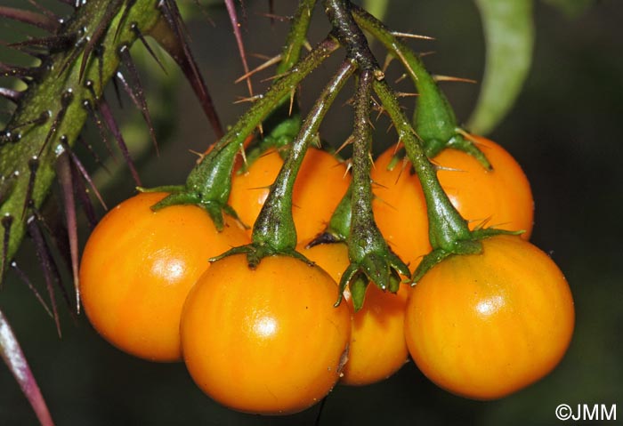 Solanum atropurpureum