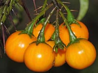 Solanum atropurpureum