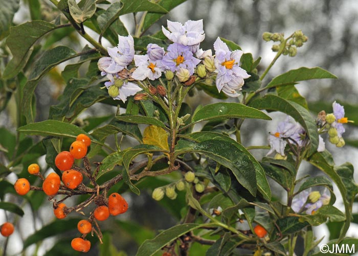 Solanum bonariense