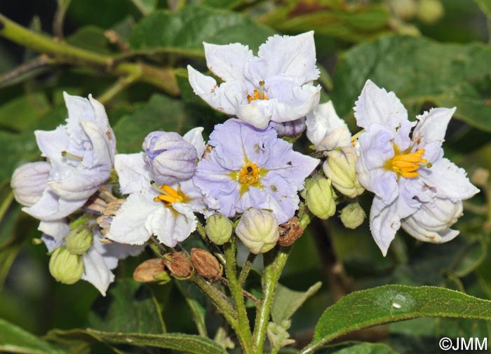 Solanum bonariense