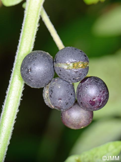 Solanum chenopodioides = Solanum sublobatum