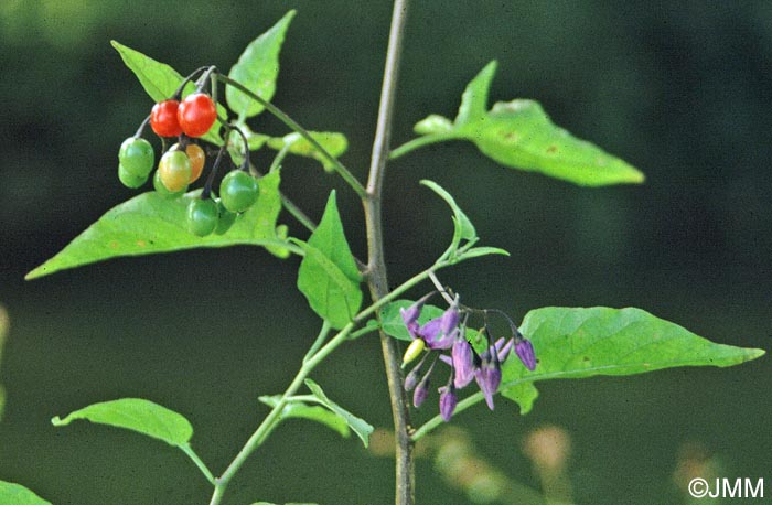 Solanum dulcamara