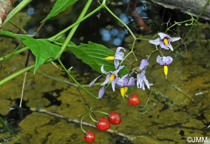 Solanum dulcamara