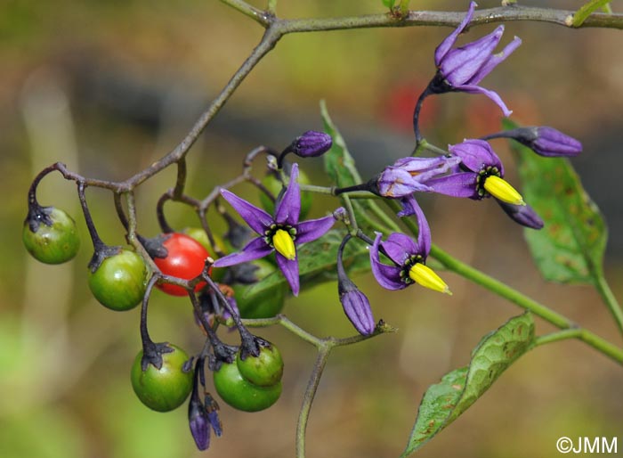 Solanum dulcamara