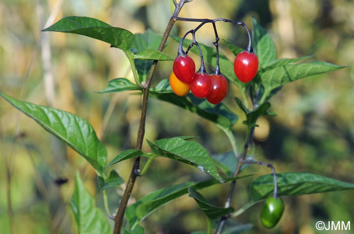 Solanum dulcamara