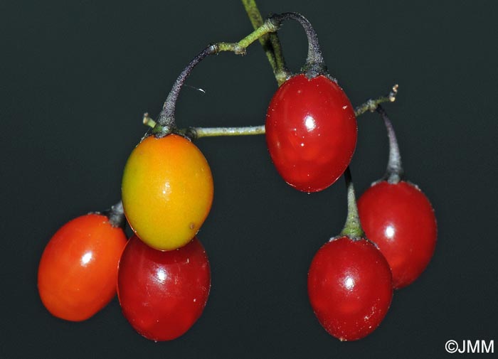 Solanum dulcamara