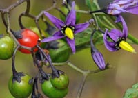 Solanum dulcamara