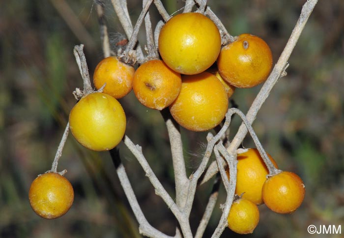 Solanum elaeagnifolium