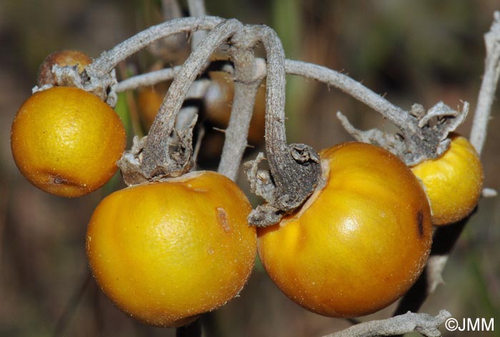 Solanum elaeagnifolium