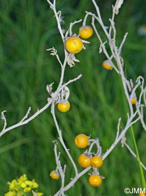 Solanum elaeagnifolium