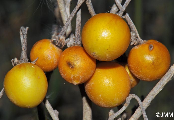 Solanum elaeagnifolium