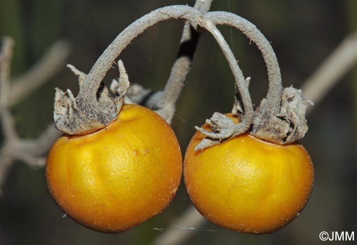 Solanum elaeagnifolium