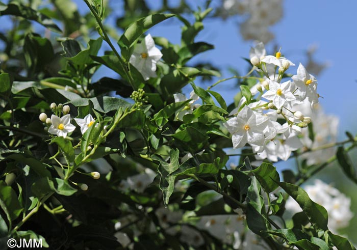 Solanum laxum