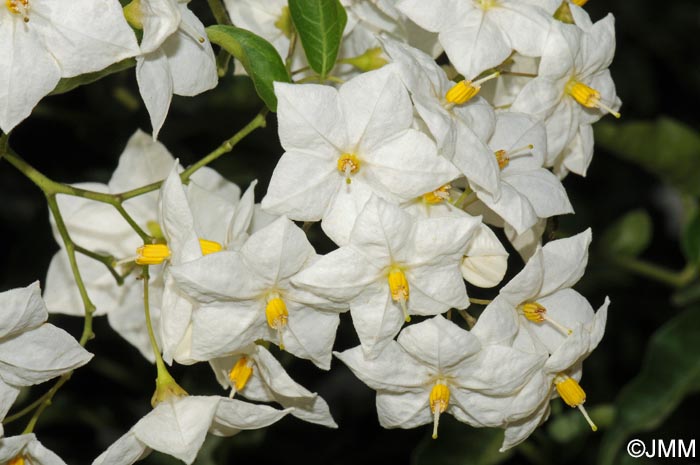 Solanum laxum