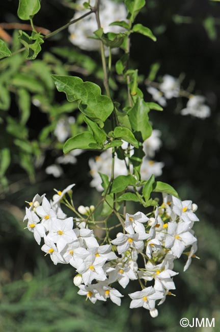 Solanum laxum