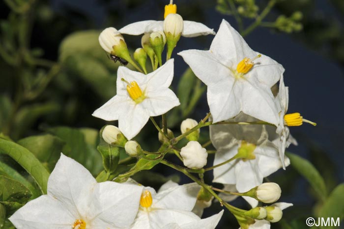 Solanum laxum