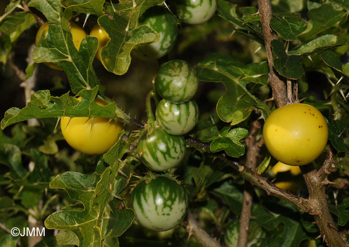 Solanum linnaeanum