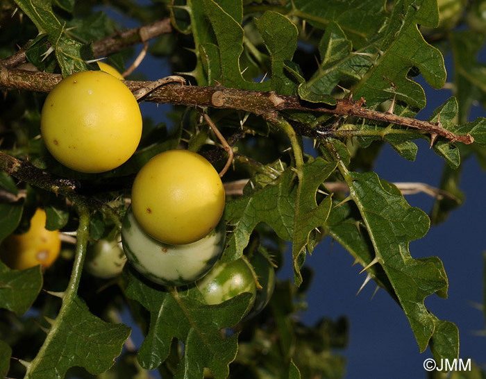 Solanum linnaeanum